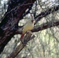 Image of: Cardinalis sinuatus (pyrrhuloxia)