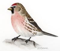 Image of: Carduelis flammea (common redpoll)