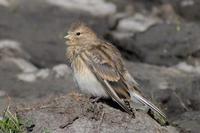 Image of: Carduelis flavirostris (twite)