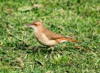 Image of: Furnarius rufus (rufous hornero)