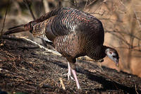 Image of: Meleagris gallopavo (wild turkey)