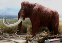 Mammuthus primigenius