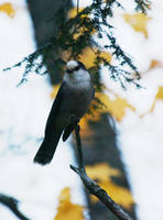 Image of: Perisoreus canadensis (grey jay)