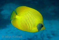 Chaetodon semilarvatus - Bluecheek Butterflyfish