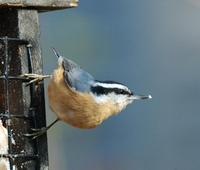 Image of: Sitta canadensis (red-breasted nuthatch)