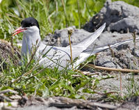 Image of: Sterna paradisaea (Arctic tern)