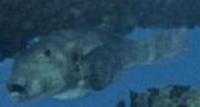 Image of: Arothron stellatus (starry blowfish)