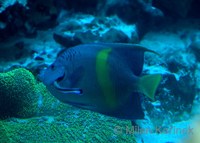 Pomacanthus maculosus - Halfmoon Angelfish