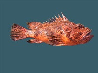 Scorpaena scrofa - Bigscale Scorpionfish