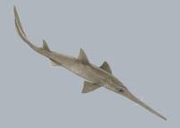 Image of: Pristiophorus cirratus (longnose sawshark)