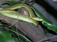 Dendroaspis angusticeps - Green Mamba