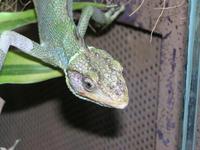 Polychrus peruvianus