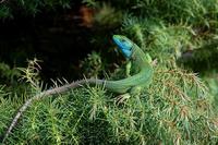 Lacerta viridis - Green Lizard