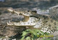 Crocodylus rhombifer - Cuban Crocodile