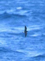 Band-rumped Storm-petrel - Oceanodroma castro