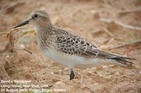 Baird's Sandpiper - Calidris bairdii