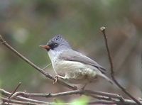 Black-chinned Yuhina - Yuhina nigrimenta