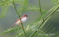 Yellow-eyed Babbler - Chrysomma sinense