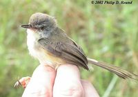 Yellow-bellied Prinia - Prinia flaviventris