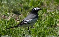 White Wagtail - Motacilla alba