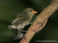 Scarlet-backed Flowerpecker - Dicaeum cruentatum