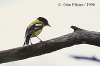 Marshall's Iora - Aegithina nigrolutea