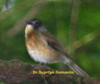 Pale-chinned Flycatcher - Cyornis poliogenys