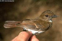 White-throated Jungle Flycatcher - Rhinomyias albigularis