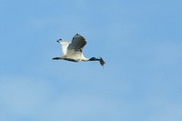 Australian White Ibis