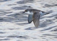 Little Shearwater (Puffinus assimilis) photo