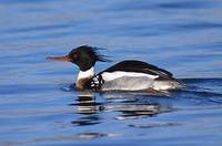 Red-breasted Merganser (Mergus serrator) photo