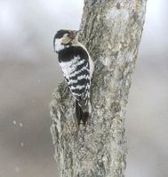 Lesser Spotted Woodpecker (Dendrocopos minor) photo