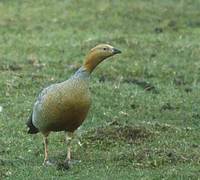 Ruddy-headed Goose (Chloephaga rubidiceps) photo