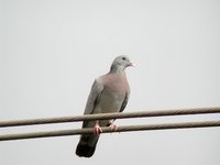 Stock Pigeon - Columba oenas