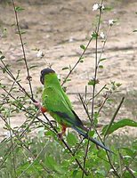 Nanday Parakeet - Nandayus nenday