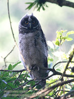 Stygian Owl - Asio stygius