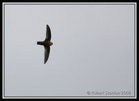 Chestnut-collared Swift - Streptoprocne rutila