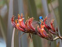 Gray-tailed Mountain-gem - Lampornis cinereicauda