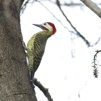 Green-barred Woodpecker - Colaptes melanochloros