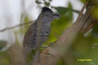 Barred Antshrike - Thamnophilus doliatus