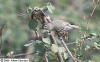 Southern Beardless-Tyrannulet - Camptostoma obsoletum