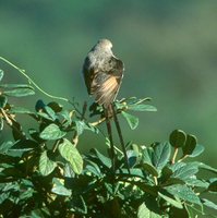 Streamer-tailed Tyrant - Gubernetes yetapa