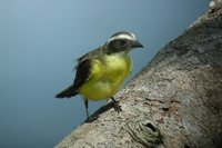 Social Flycatcher - Myiozetetes similis