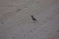 Madagascar Lark - Mirafra hova
