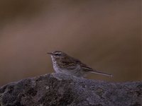 Australasian Pipit - Anthus novaeseelandiae