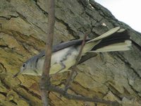 Blue-gray Gnatcatcher - Polioptila caerulea