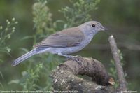 Gray Shrike-Thrush - Colluricincla harmonica