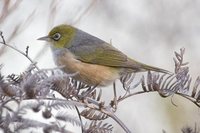 Silver-eye - Zosterops lateralis