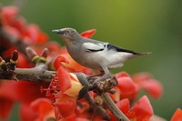 White-shouldered Starling - Sturnia sinensis