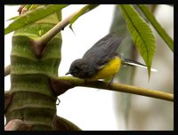 Slate-throated Redstart - Myioborus miniatus